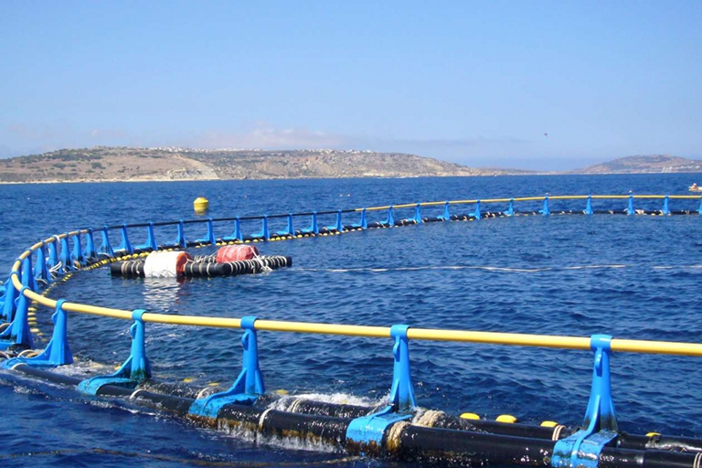 Malta Fish Farming under court administration amid tuna probe