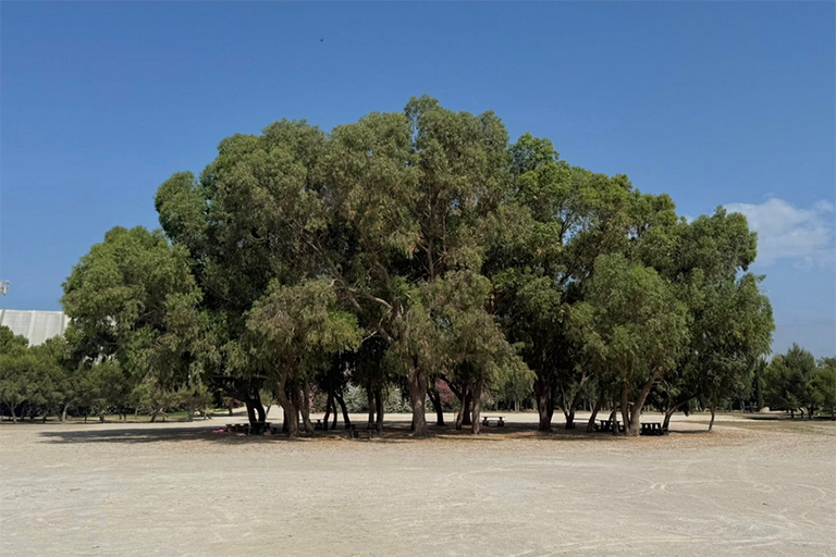 Ta’ Qali grass controversy challenges government assurances