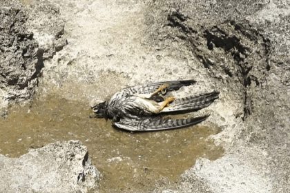 Malta spring hunting raises concerns over illegal bird killings