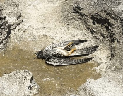Malta spring hunting raises concerns over illegal bird killings