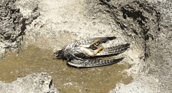 Malta spring hunting raises concerns over illegal bird killings